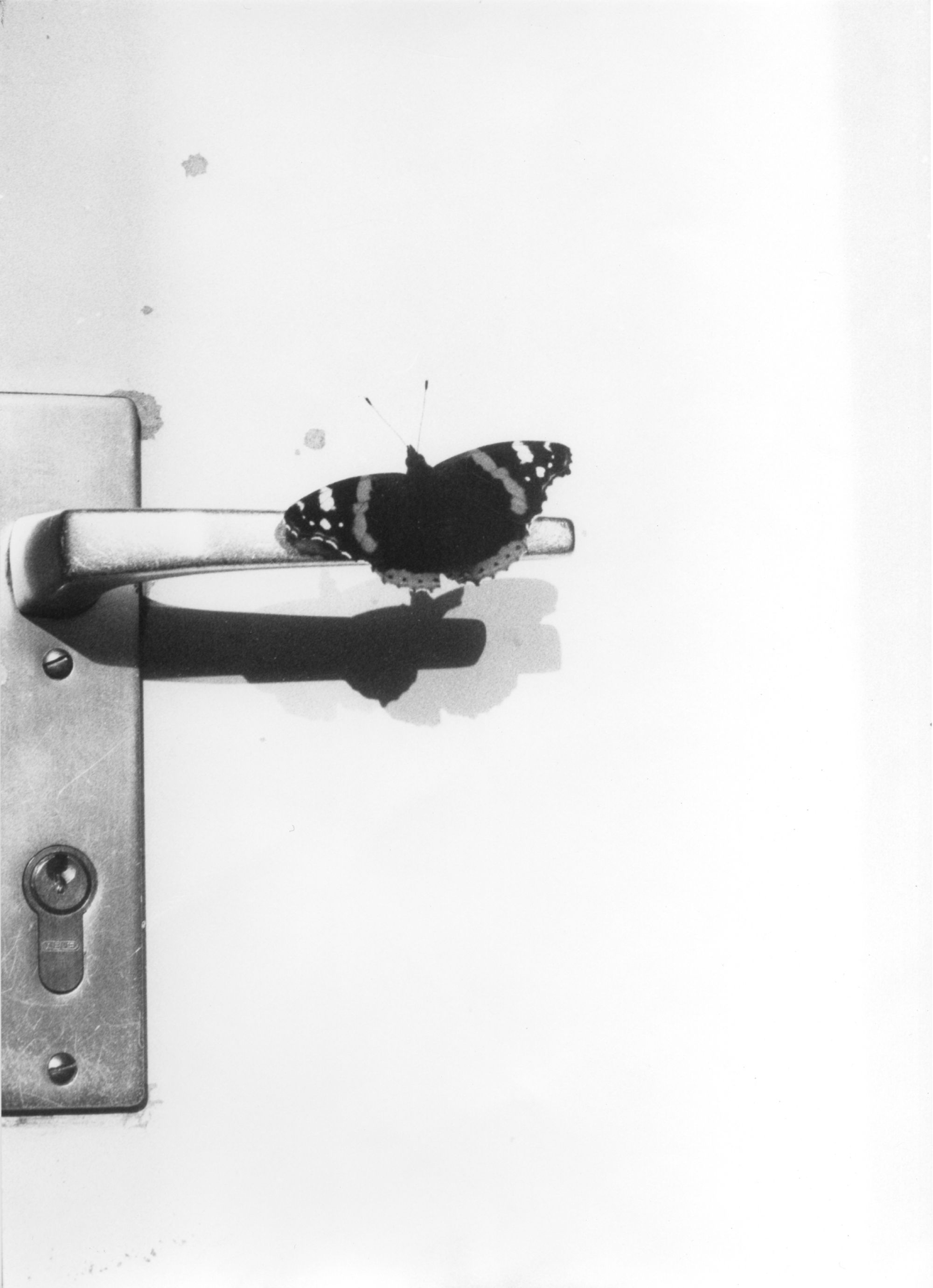 MACS EXPO Jochen Lempert Vanessa atalanta Migration II 2019 Jochen Lempert