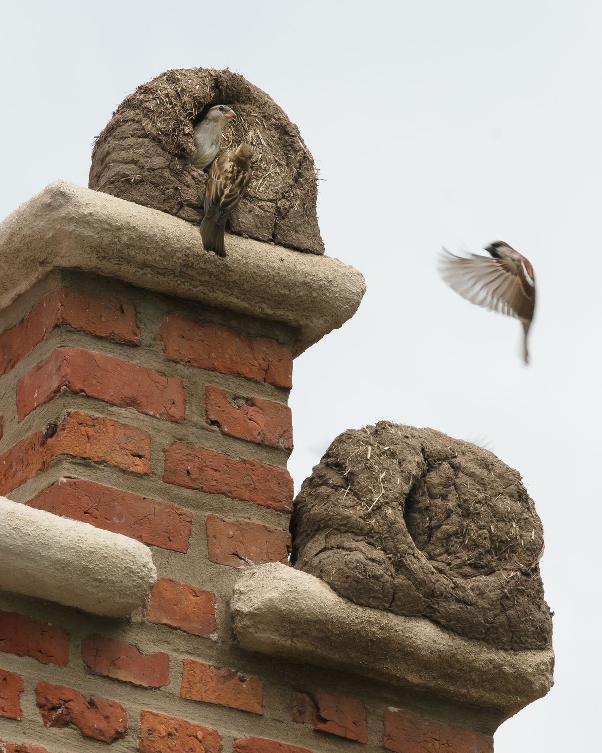 Adrian Villar Rojas From the series Brick Farm Stijn Bollaert