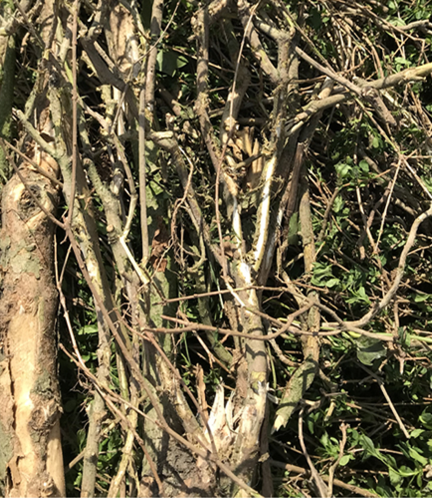 Tuinafval