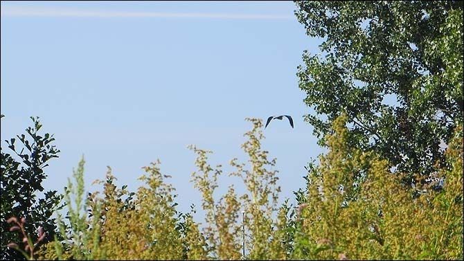 2013_Overmeers: fauna en flora