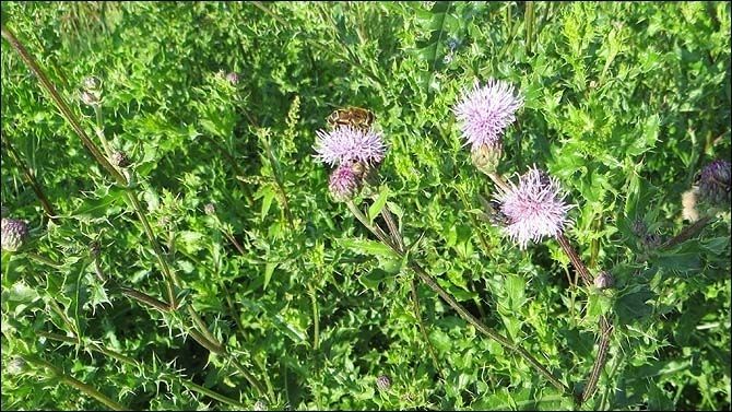 2013_Overmeers: fauna en flora