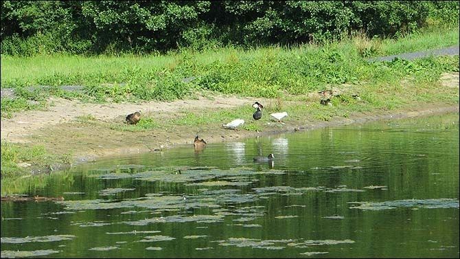 2013_Overmeers: fauna en flora