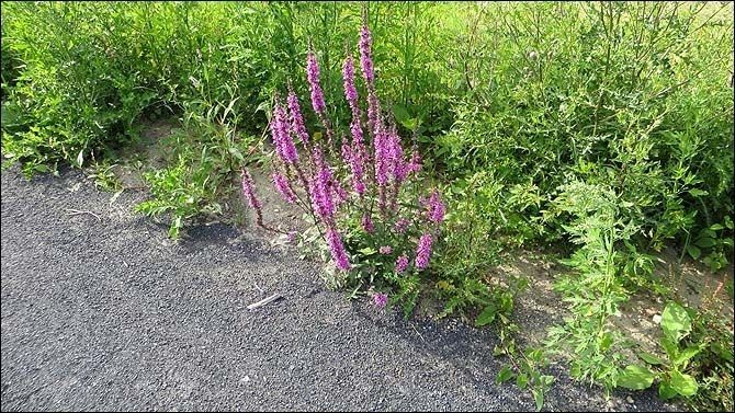 2013_Overmeers: fauna en flora