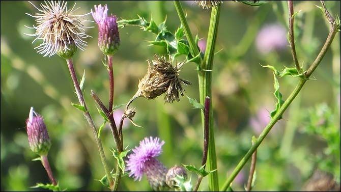 2013_Overmeers: fauna en flora