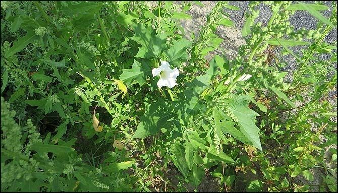 2013_Overmeers: fauna en flora