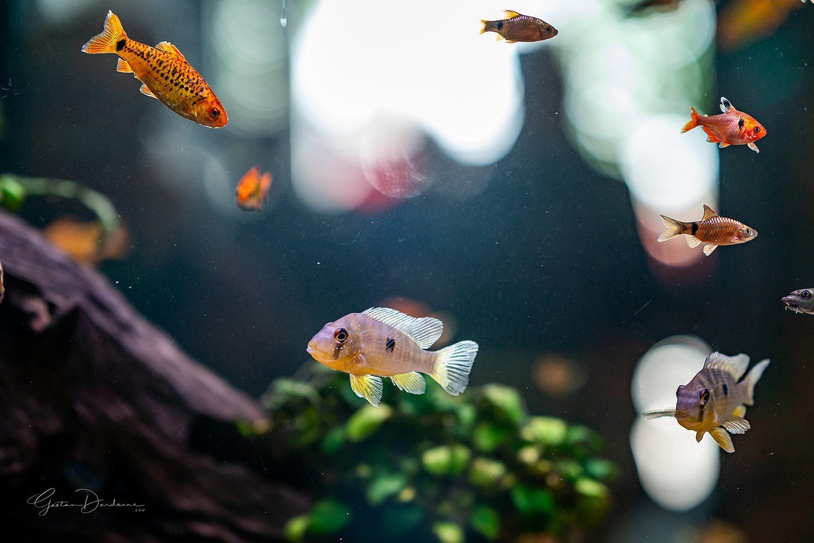 Zowizoo-vissen-aquarium-co2-vulstation