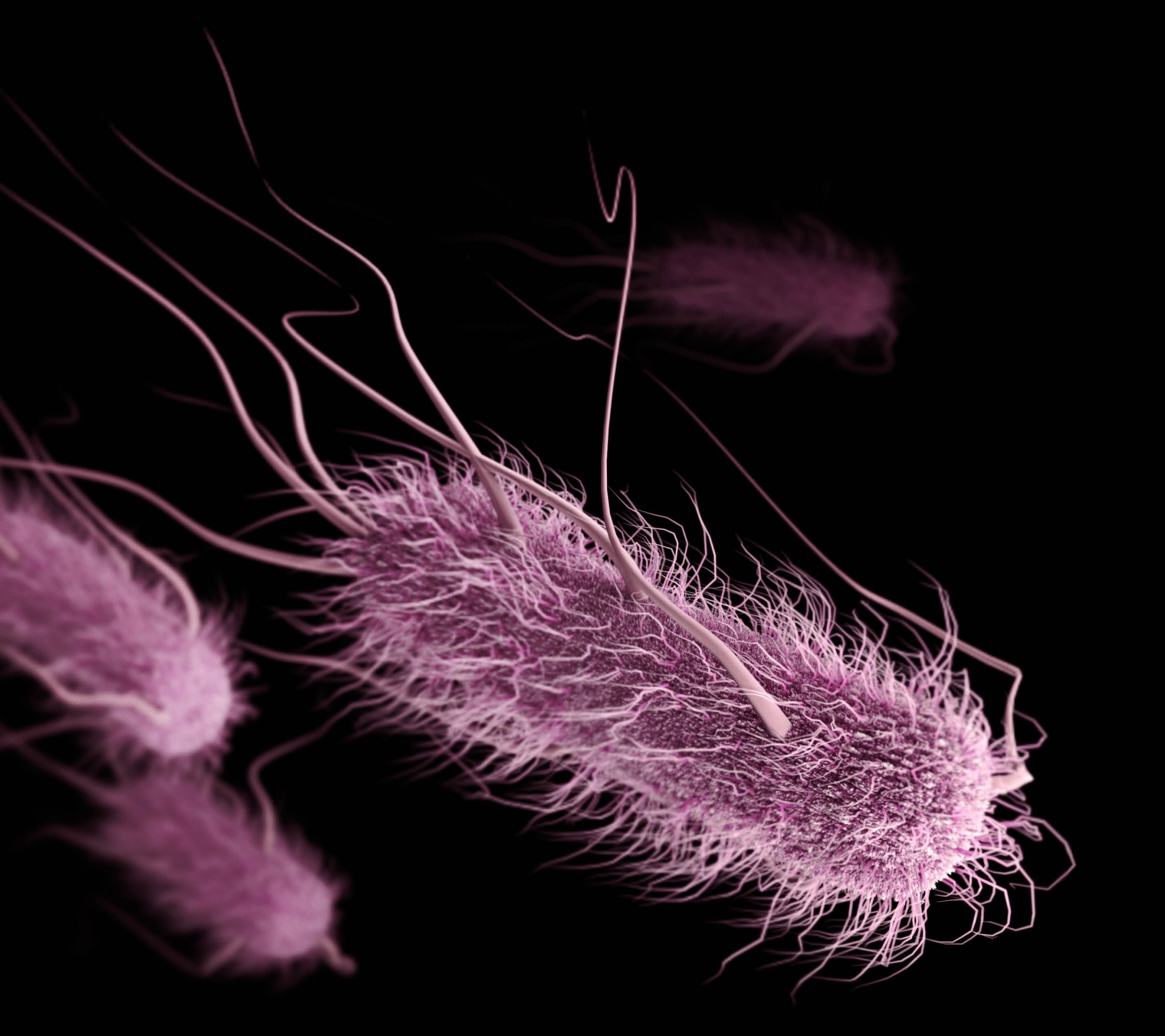 BACTERIA / WOMB Ⅰ LIVE AT CLUB QUE We The Bacteria | VAi
